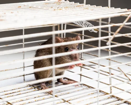 close-up-anxious-rat-trapped-metal-cage-caught-62930666