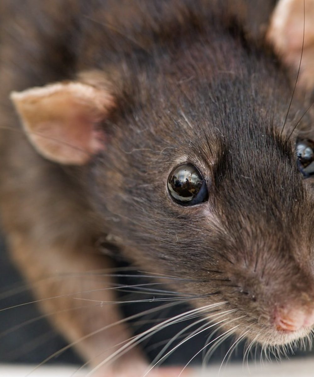Mouse Control Harrogate