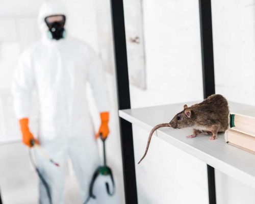 rodent-control